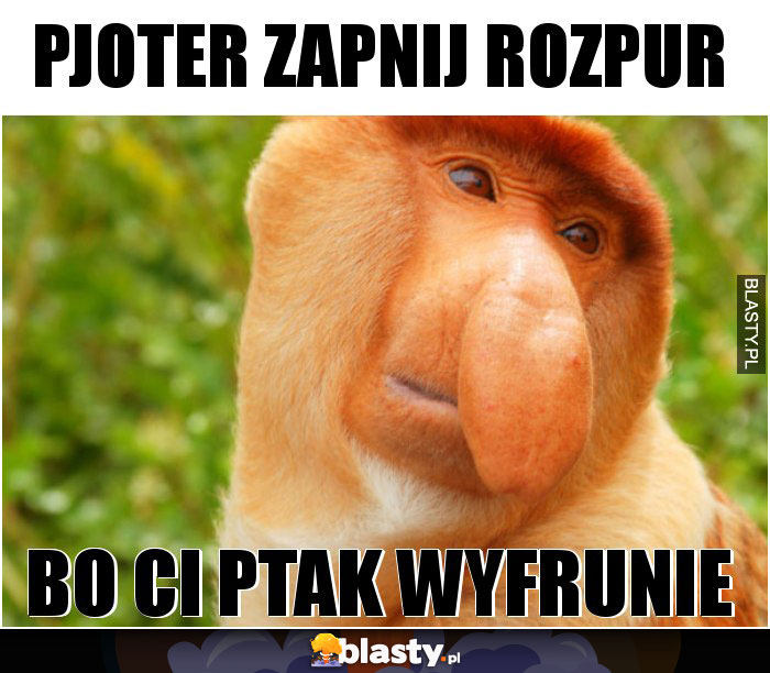 Pjoter zapnij rozpur