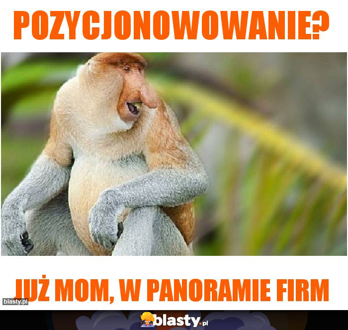 pozycjonowowanie?