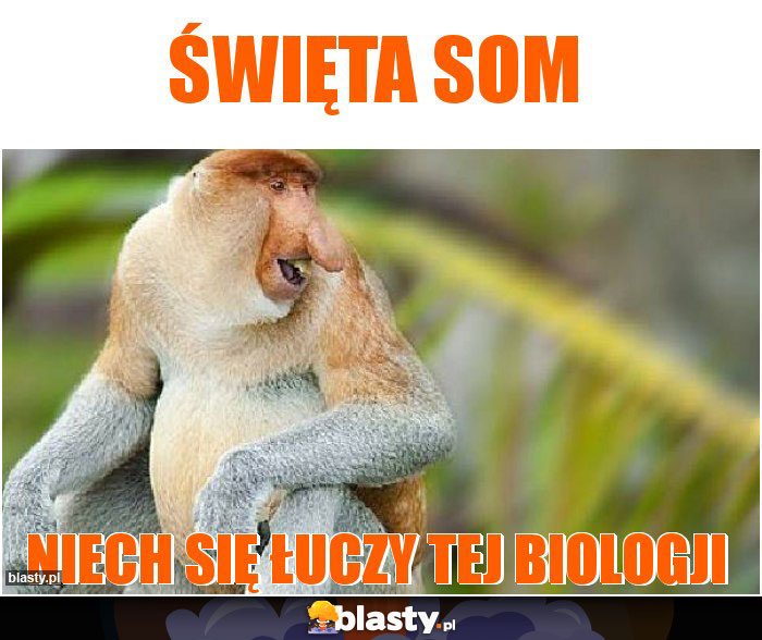 Święta som