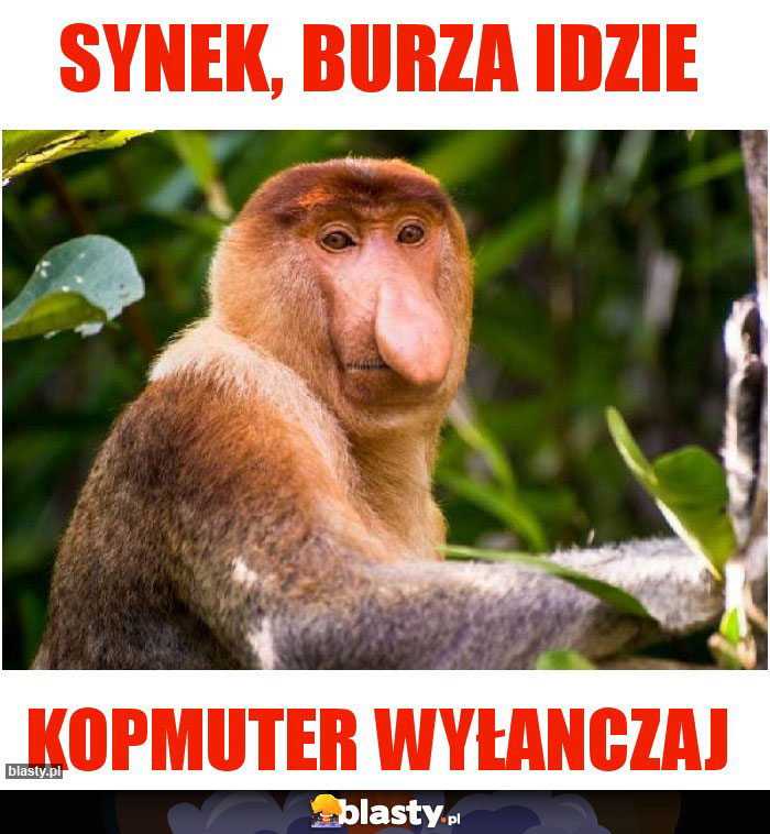 SYNEK, BURZA IDZIE