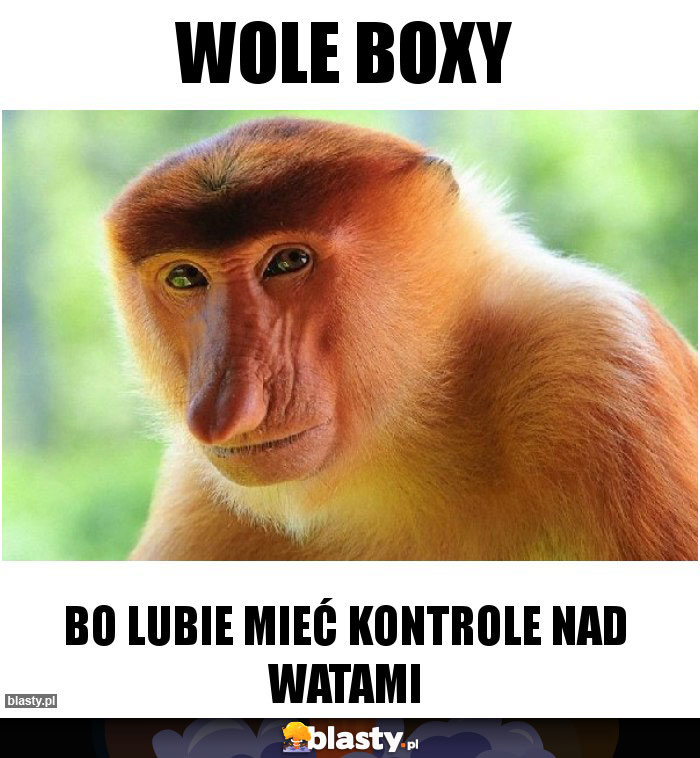 Wole boxy