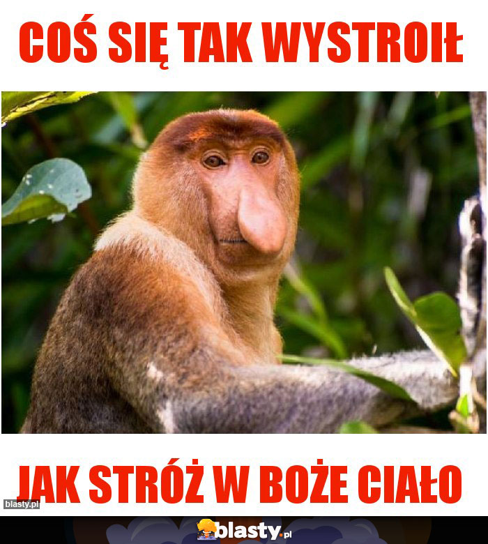 Coś się tak wystroił