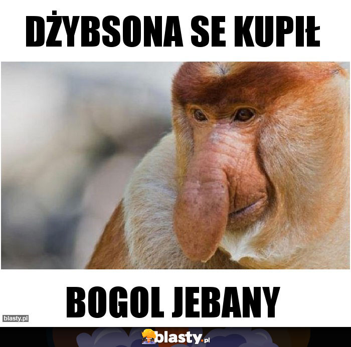 Dżybsona se kupił