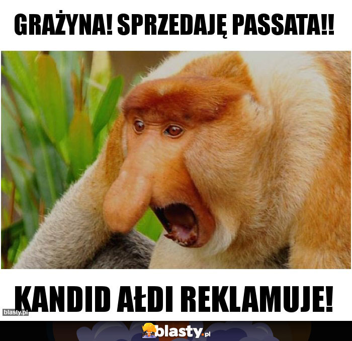 Grażyna! Sprzedaję passata!!