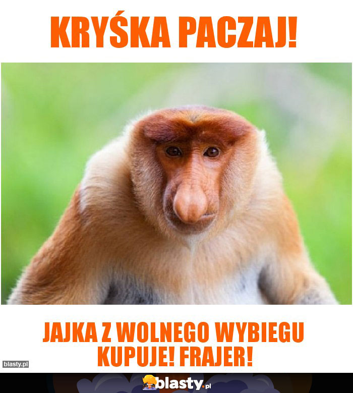 kryśka paczaj!