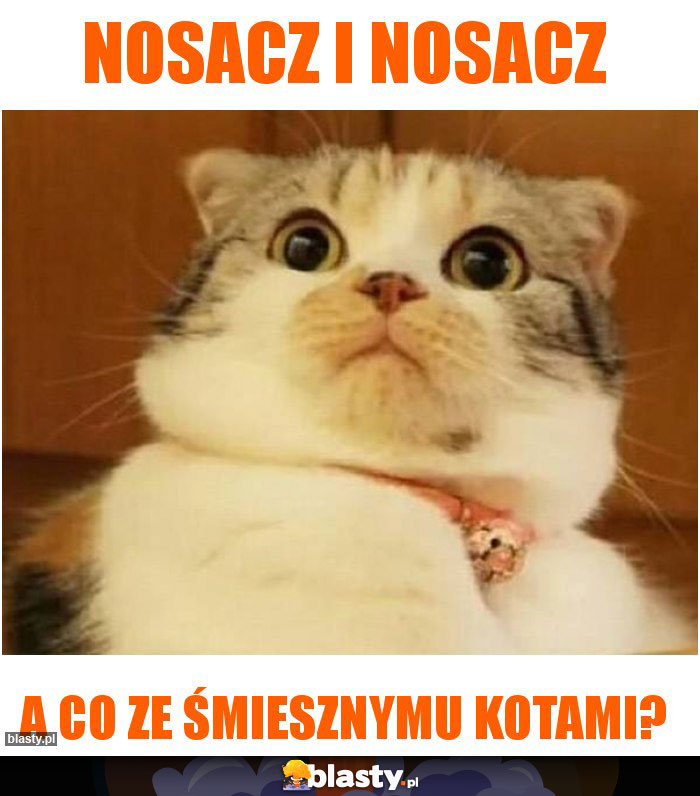 nosacz i nosacz