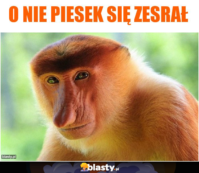 O nie piesek się zesrał