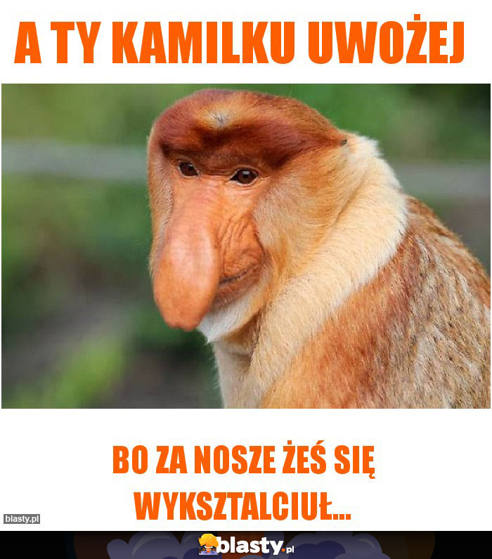 A Ty kamilku uwożej