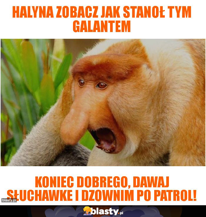 Halyna zobacz jak stanoł tym Galantem