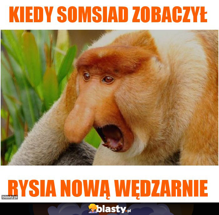 kiedy somsiad zobaczył