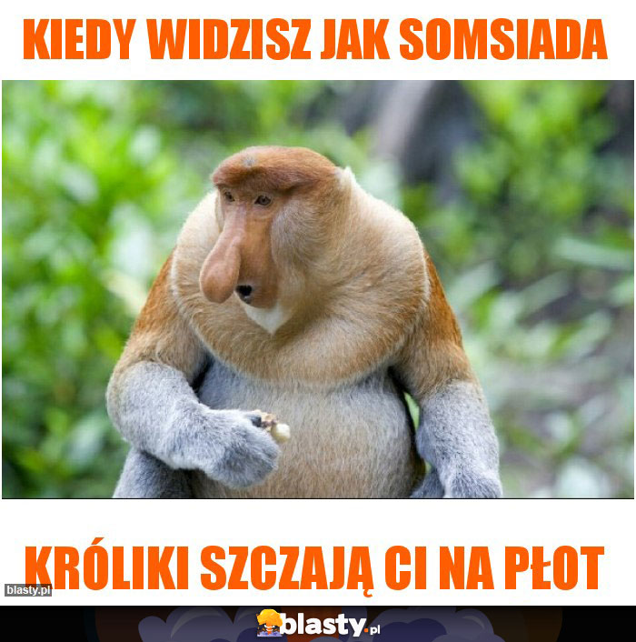 kiedy widzisz jak somsiada