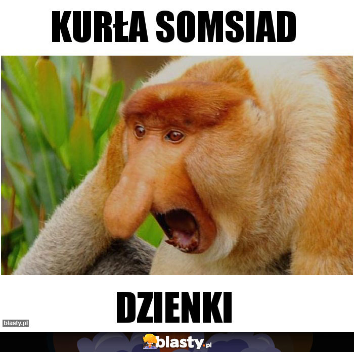 KURŁA SOMSIAD