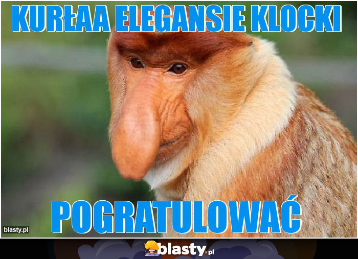 Kurłaa elegansie klocki