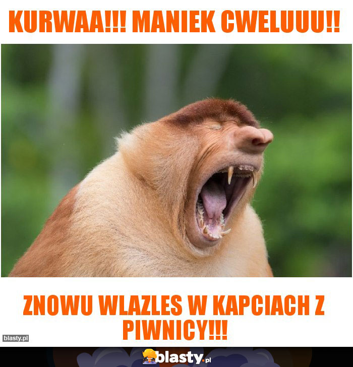 Kurwaa!!! Maniek cweluuu!!