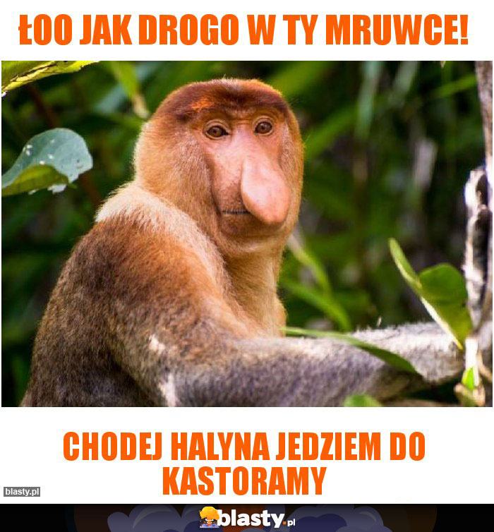 Łoo jak drogo w ty mruwce!