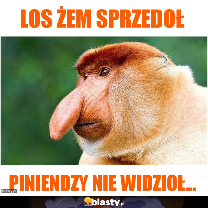 Los żem sprzedoł