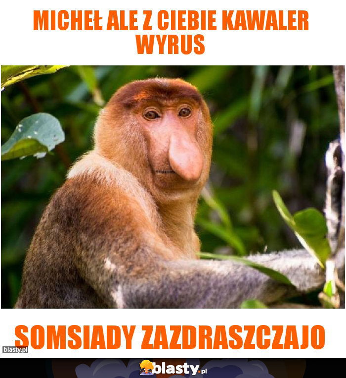 Micheł ale z ciebie kawaler wyrus