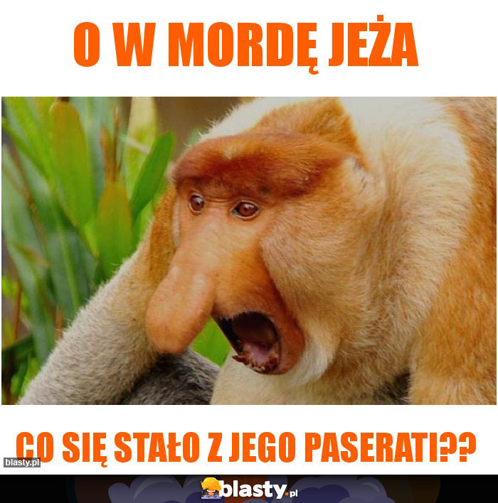 O w mordę jeża