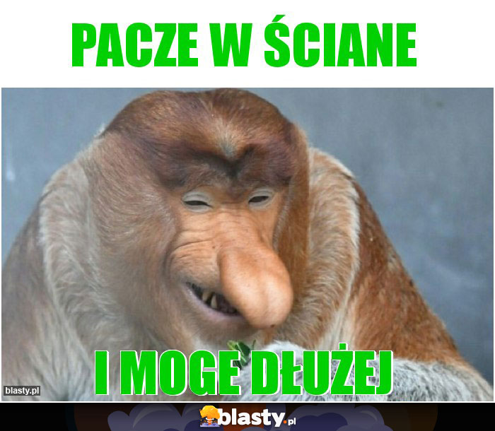 pacze w ściane