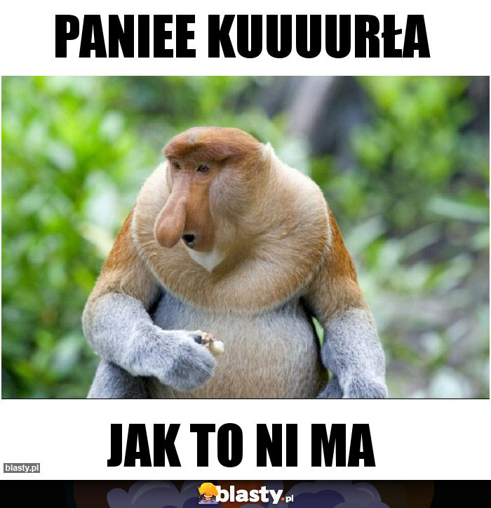 Paniee Kuuuurła