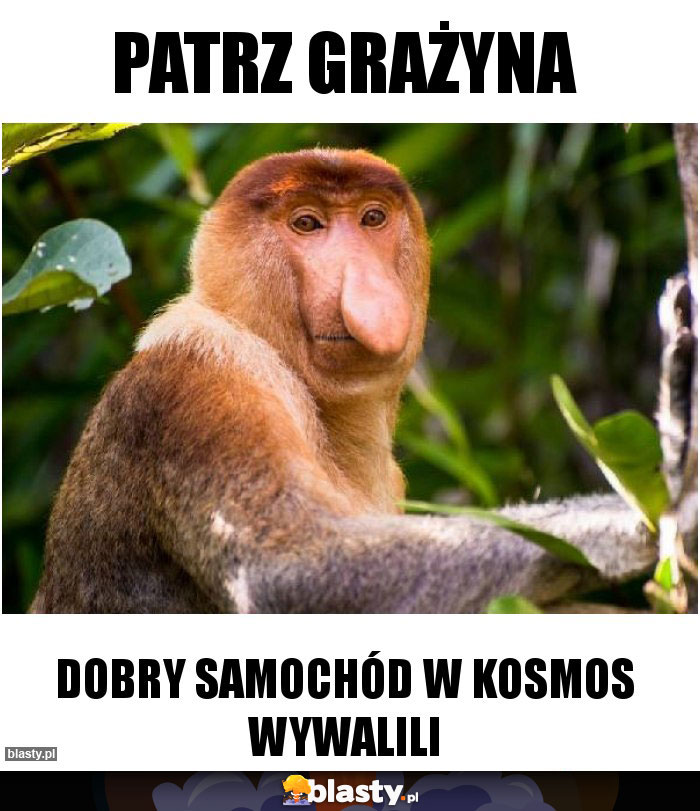 Patrz grażyna