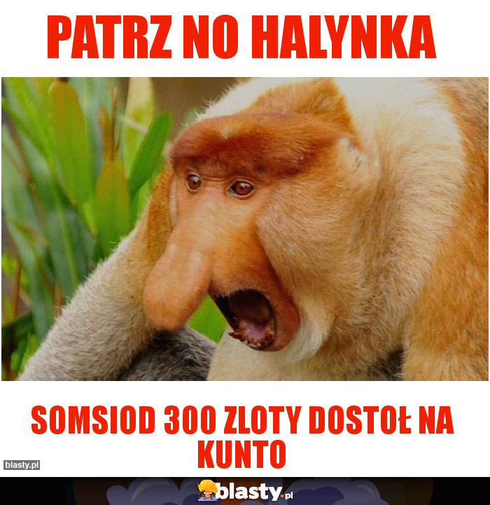 Patrz no halynka