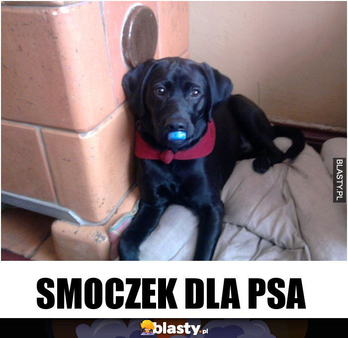 Smoczek dla psa