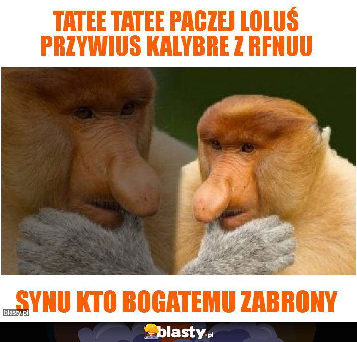 Tatee tatee paczej Loluś przywius kalybre z rfnuu