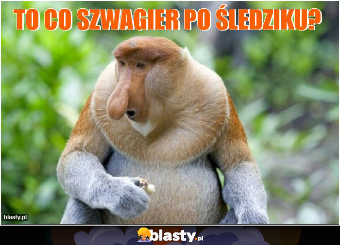 To co szwagier po śledziku?