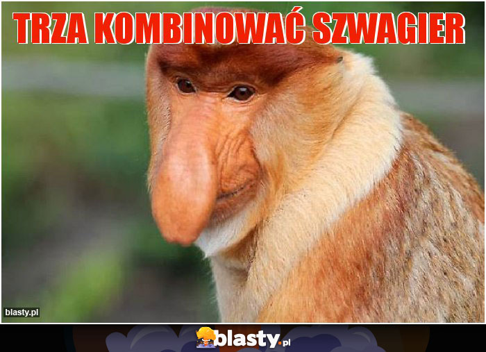 TRZA KOMBINOWAĆ SZWAGIER