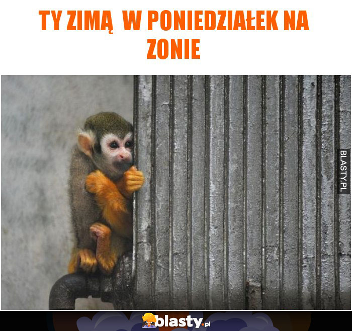 Ty zimą  w poniedziałek na zonie