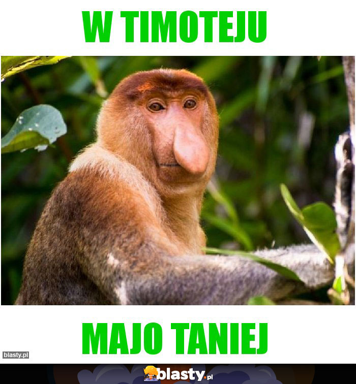 W timoteju