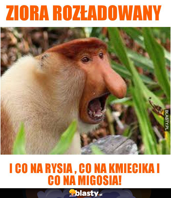 ziora rozładowany