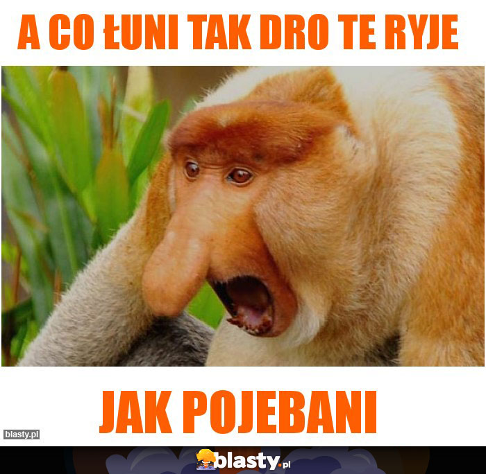 A co łuni tak dro te ryje