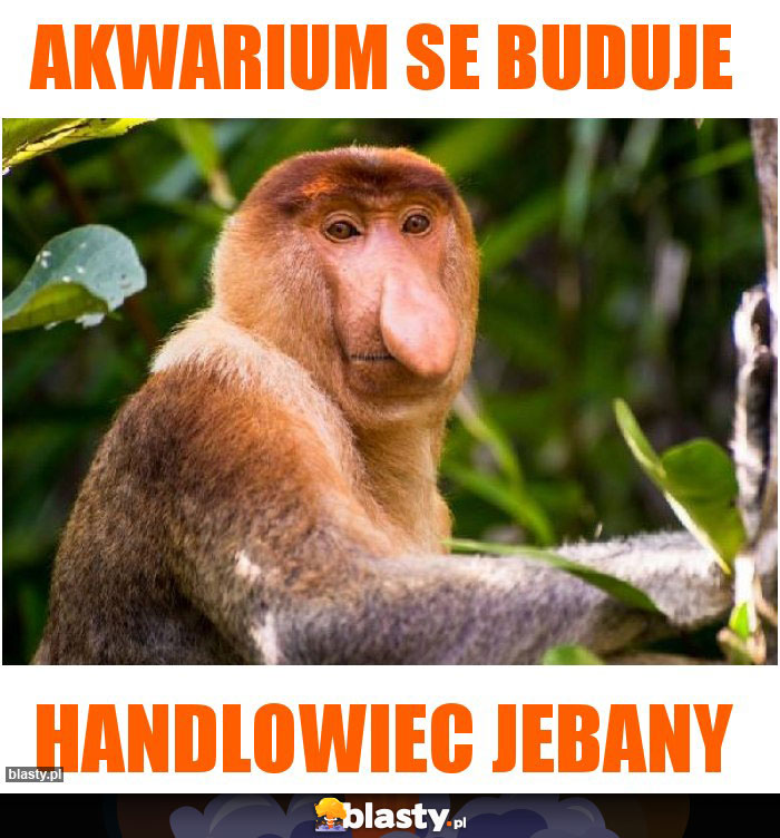 akwarium se buduje