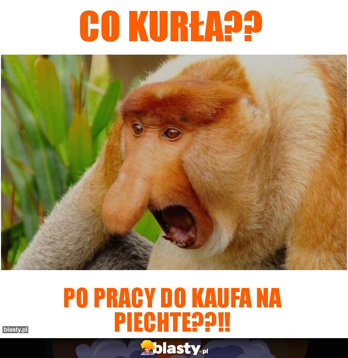 Co kurła??