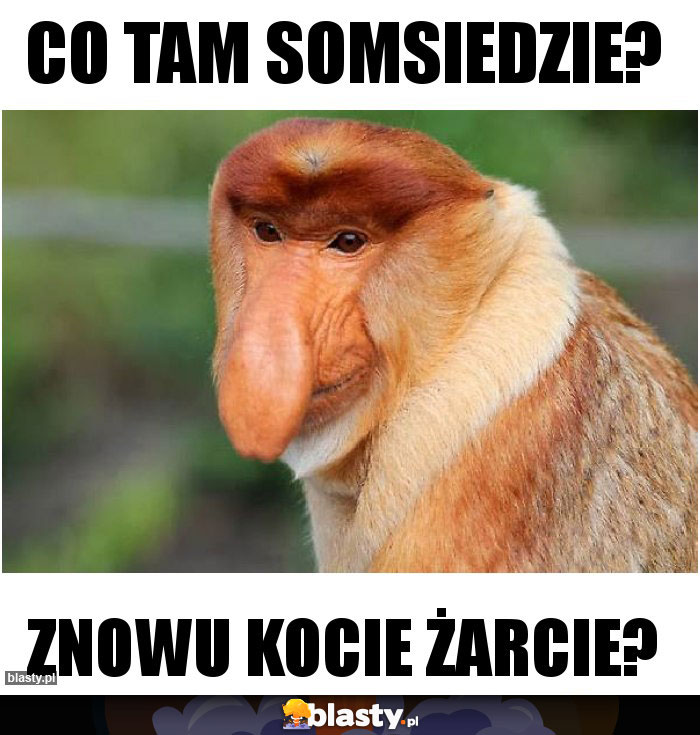 CO TAM SOMSIEDZIE?