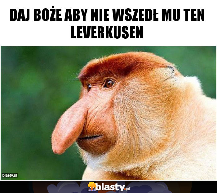 Daj boże aby nie wszedł mu ten Leverkusen