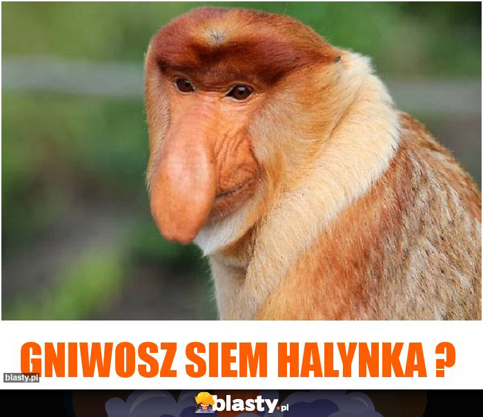 Gniwosz siem Halynka ?