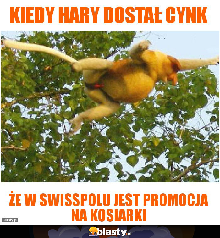 Kiedy hary dostał cynk