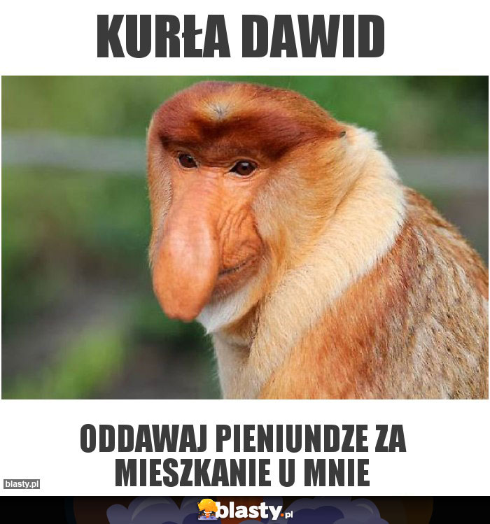 Kurła Dawid