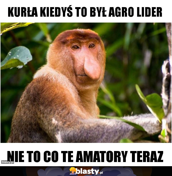 Kurła kiedyś to był agro lider