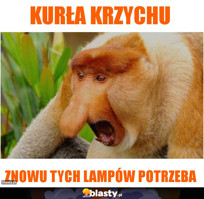 KURŁA KRZYCHU