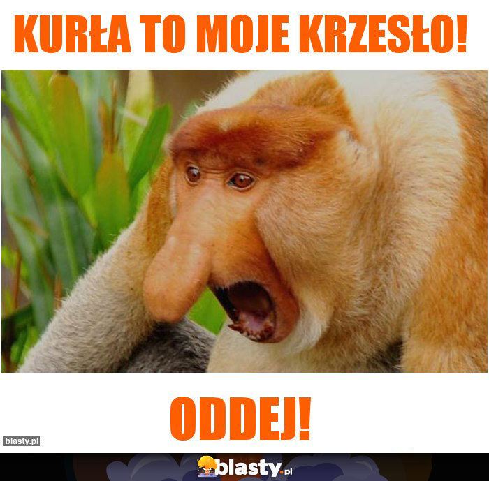 Kurła to moje krzesło!