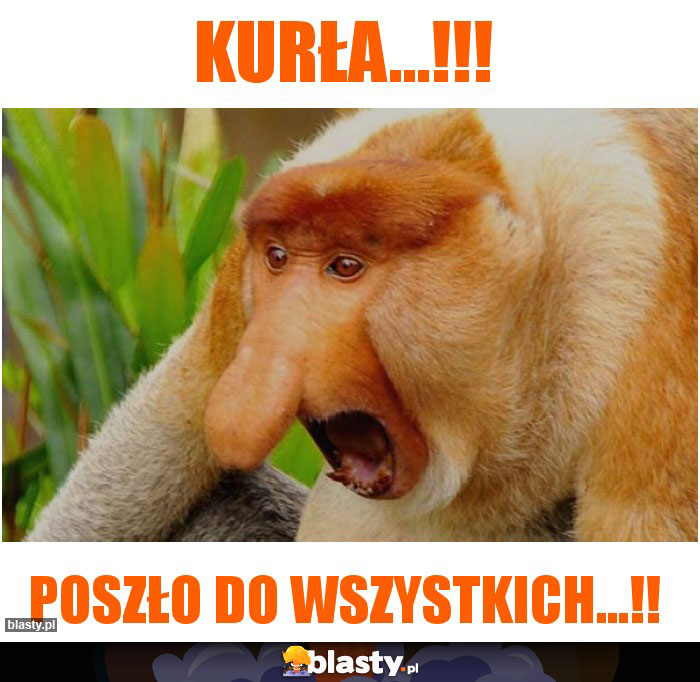 kurła...!!!