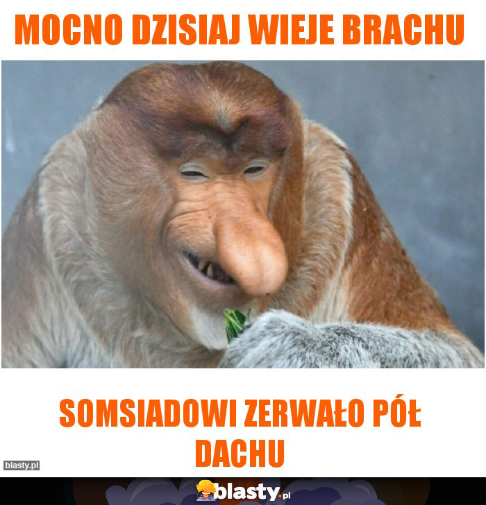 mocno dzisiaj wieje brachu