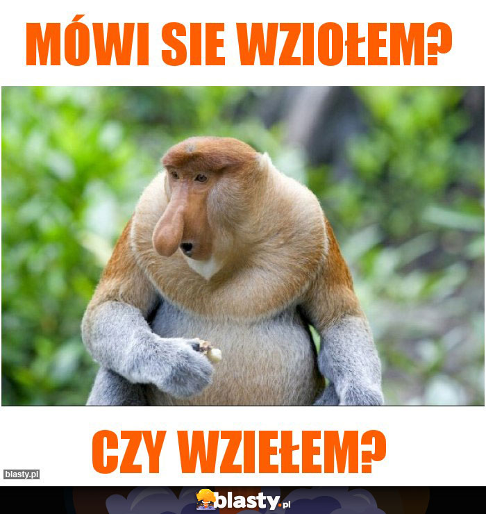 Mówi sie wziołem?