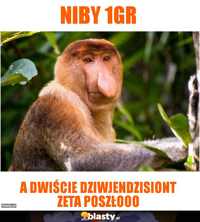 Niby 1gr