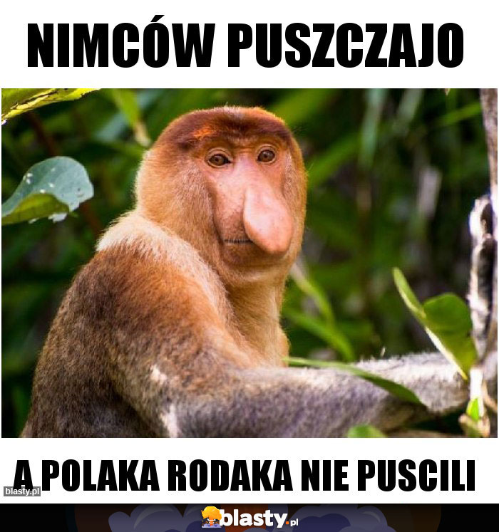 NIMców puszczajo