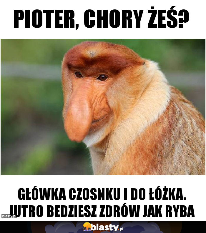 pioter, Chory żeś?